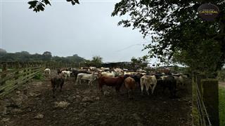 Hacienda de Venta en Cuenca Ecuador sector Naranjal